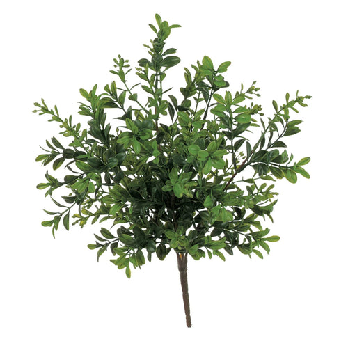 Boxwood Plant