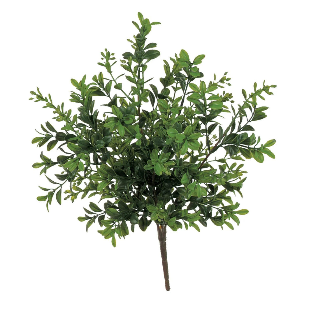 Boxwood Plant